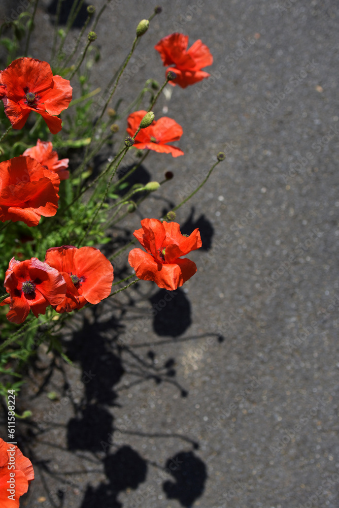 coquelicots sur trottoir