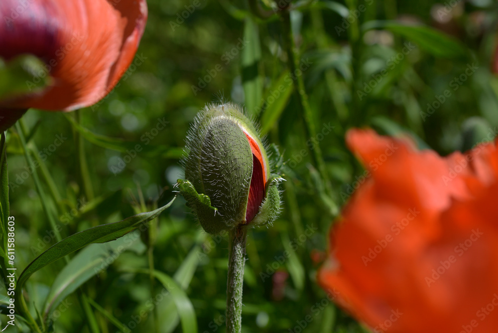 Obraz premium Fleurs de pavot