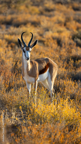Canvas Print a springbok ram in perfect golden light
