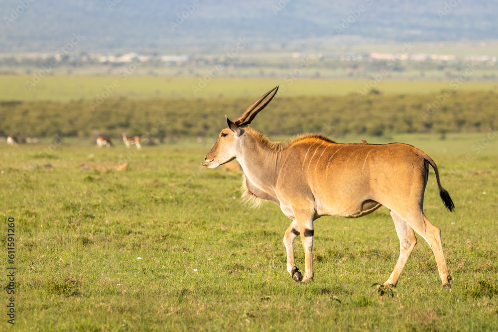 Common eland antelope (Taurotragus oryx), Mara Naboisho Conservancy, Kenya. Common eland antelope (Taurotragus oryx), Mara Naboisho Conservancy, Kenya.
