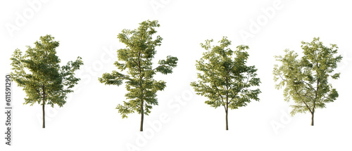 isolated cutout tree Robinia pseudoacacia in 3 different variation  daylight  summer season  best use for landscape design  and post pro render