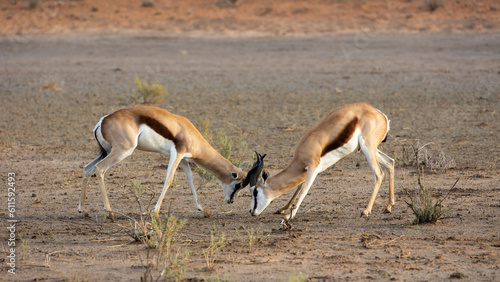 two springbok rams fighting for dominance 