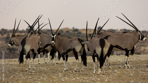 a herd of oryx in the wild