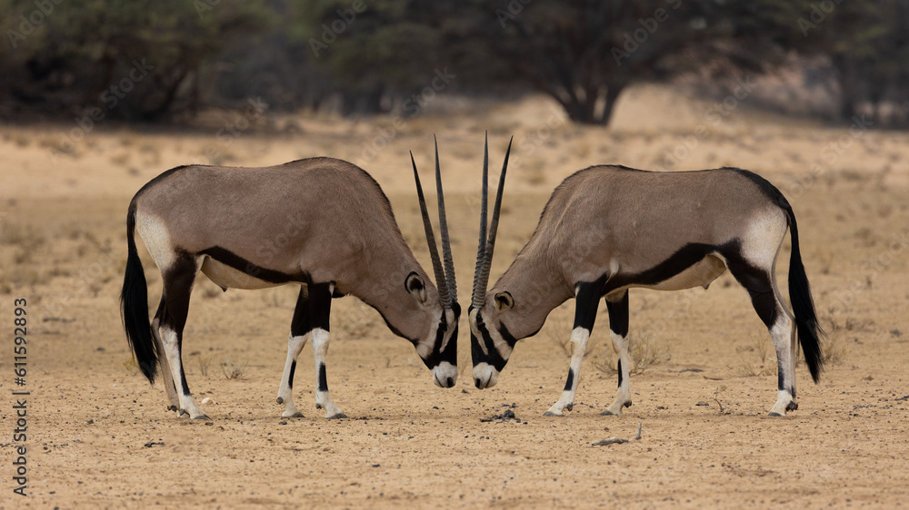 two gemsbok bulls facing each other head on two gemsbok bulls facing each other head on