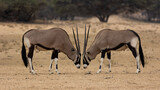 two gemsbok bulls facing each other head on