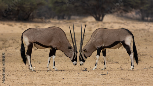 two gemsbok bulls facing each other head on