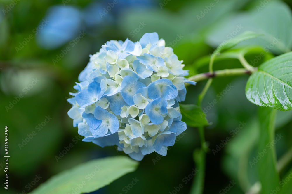 青い紫陽花 青い紫陽花
