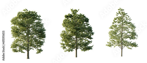 isolated cutout tree Tilia Europaea in 3 different variation  daylight  summer season  best use for landscape design  and post pro render