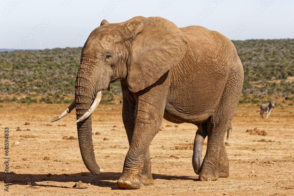 Photo & Art Print Elefant im Addo Elephant Park, Willy