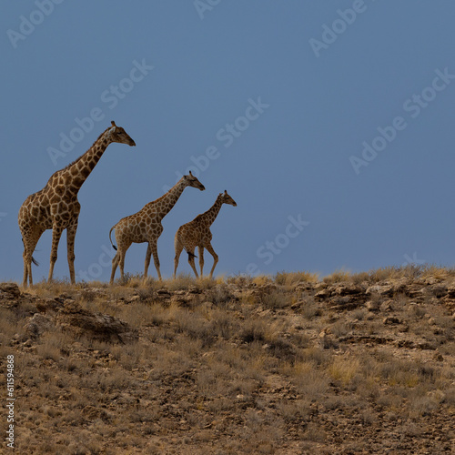 giraffes on top of a dune