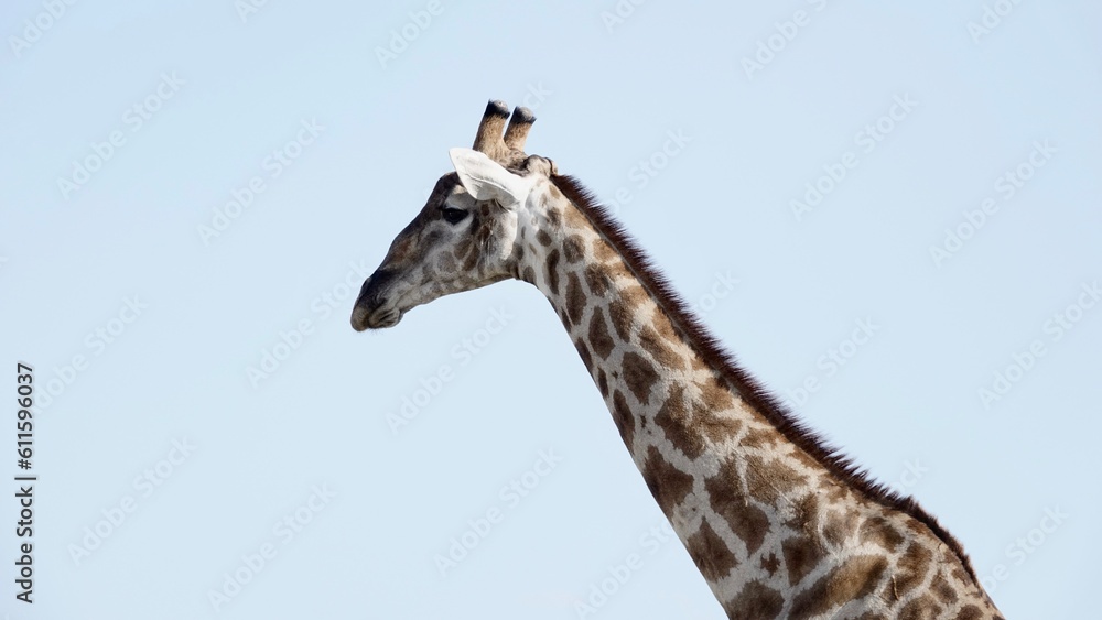Giraffe in freier Natur, Namibiagiraffe Giraffe in freier Natur, Namibiagiraffe
