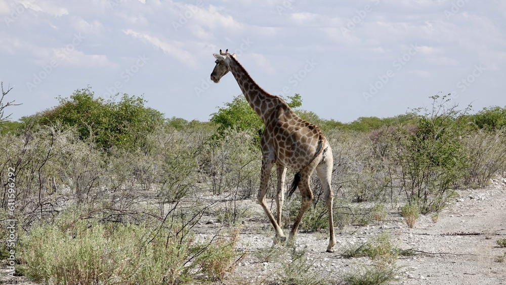 Obraz premium Giraffe in freier Natur, Namibiagiraffe