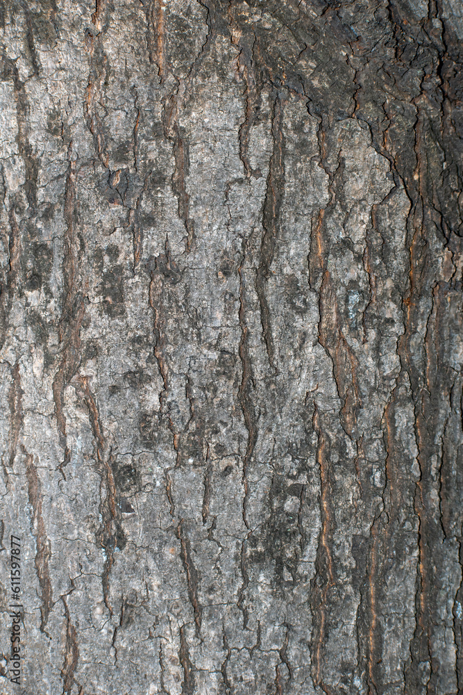 dry tree bark texture background, Bark texture background dry tree bark texture background, Bark texture background
