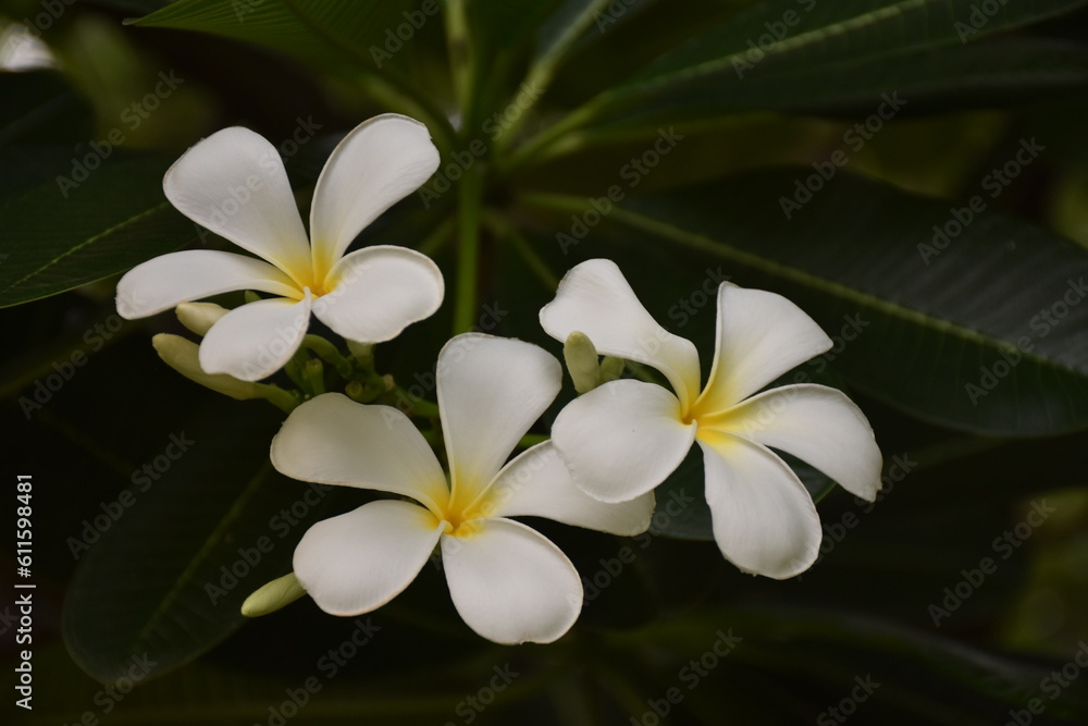Plumeria Flowers Plumeria Flowers
