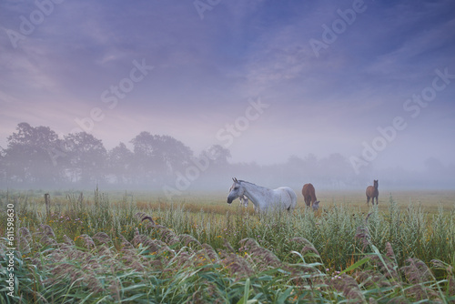Horses, group and field in nature, farm and mist for grazing, eating and freedom together in morning. Horse farming, sustainable ranch and landscape with space, sky background and outdoor in fog