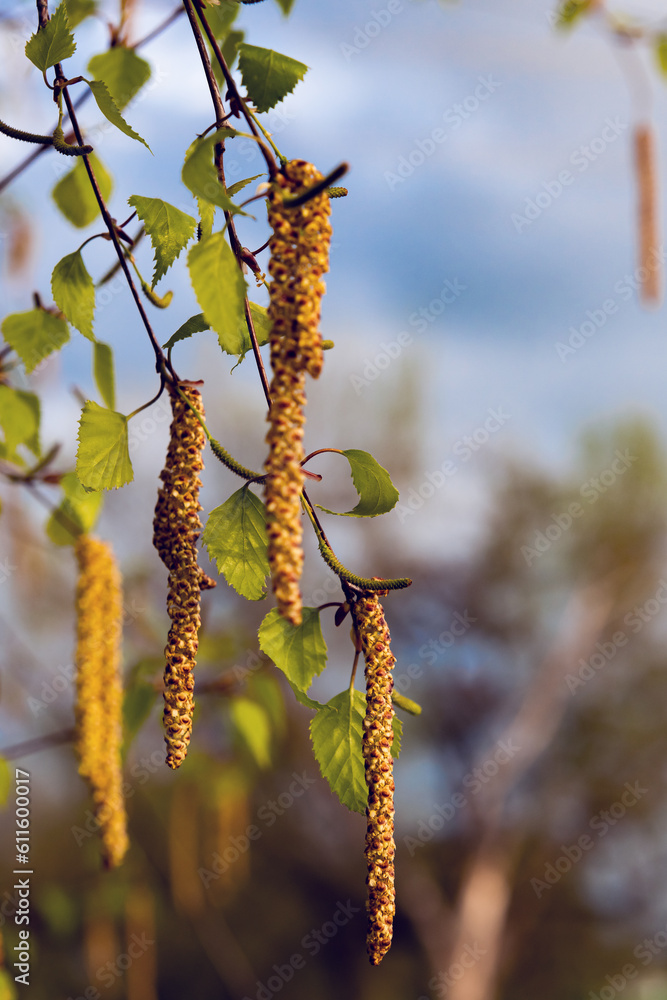 Bright birch inflorescences hang on a branch, next to delicate leaves, with a beautiful background. Textured birch inflorescences with a beautiful background going into focus. Bright birch inflorescences hang on a branch, next to delicate leaves, with a beautiful background. Textured birch inflorescences with a beautiful background going into focus.