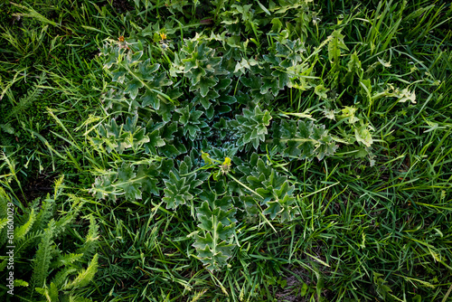 Dark green, bright thistle bush on the background of a green meadow. Photo on top of a textured bush of bright green thistle.