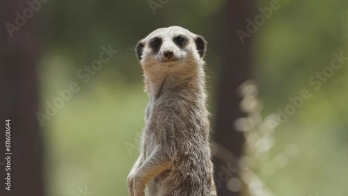 Meerkat outdoors in the animal park. Portugal, Badoca Safari park, 15.05.2023. photo