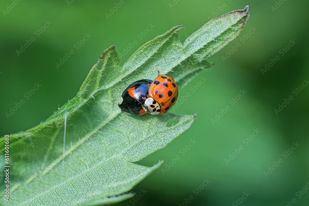 two small red black ladybugs on a green leaf of a plant in nature two small red black ladybugs on a green leaf of a plant in nature