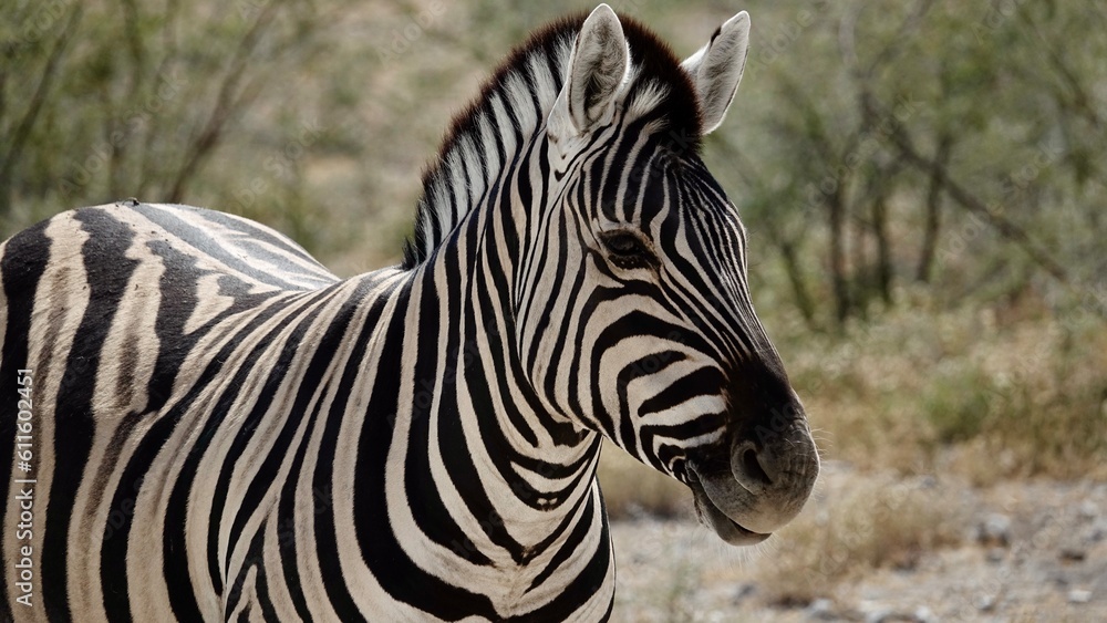 Wilde Zebras in Namibia Wilde Zebras in Namibia