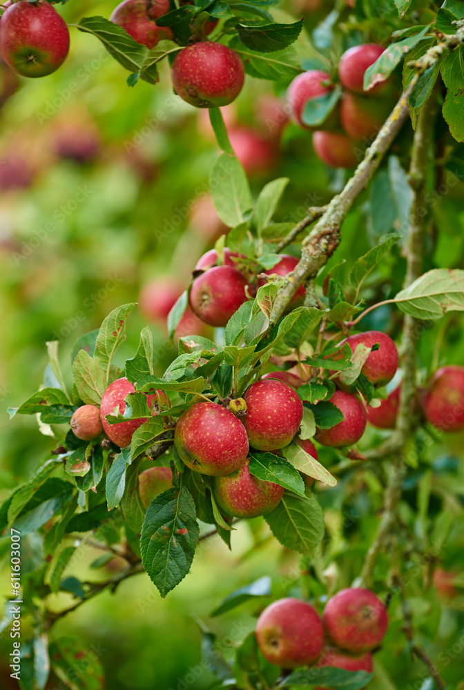 Apple harvest, nature and fruit product plant outdoor on countryside with farming produce. Fruits, red apples and green leaf on a tree outside on a farm for agriculture and sustainable production