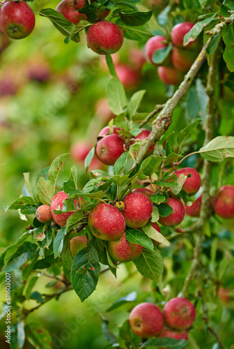 Apple harvest, nature and fruit product plant outdoor on countryside with farming produce. Fruits, red apples and green leaf on a tree outside on a farm for agriculture and sustainable production