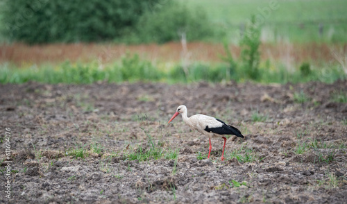 White stork walking in a plowed field and looking for food. A blurred meadow in the background. © PhotoRK