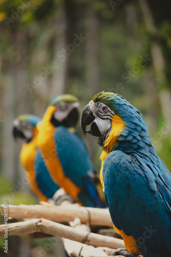 three blue and yellow macaw standing on the branch in the open zoo or park. macaw are a group of New World parrots. beautiful feather and beak.