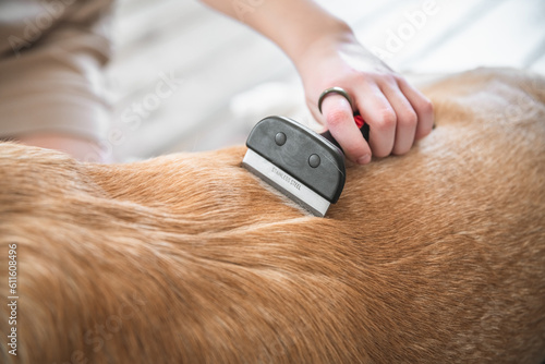girl combing the hair of her labrador dog. Problem spring molt pet.