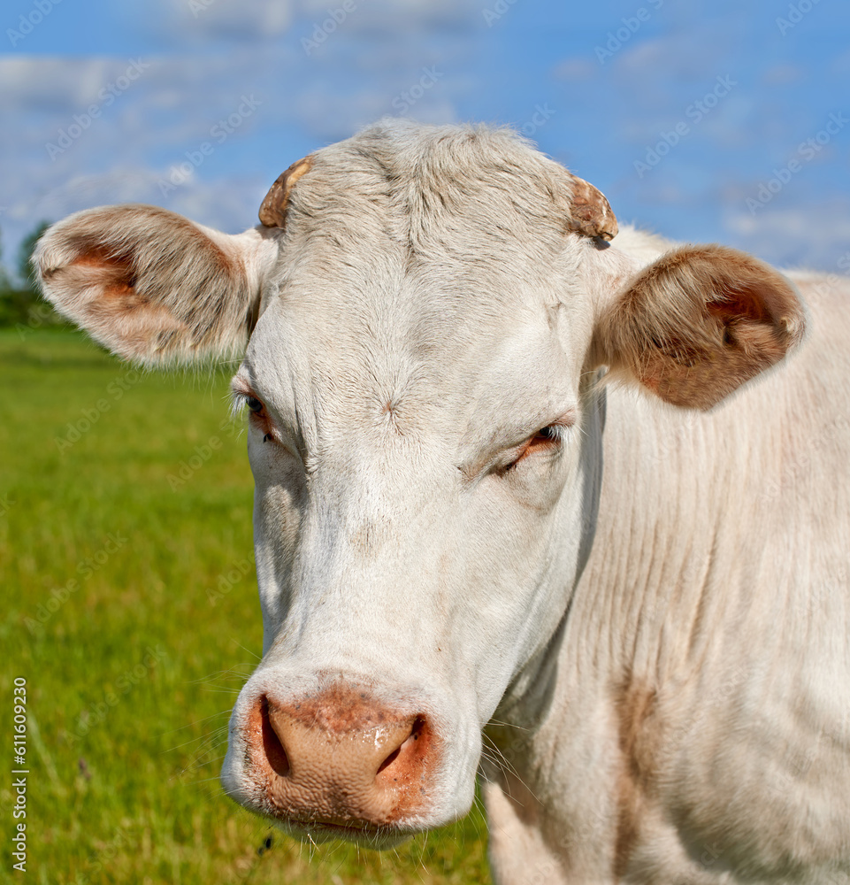 Agriculture, nature and ranch with cow on farm for sustainability, milk production and livestock. Growth, summer and ecology with animal in countryside field for cattle industry and beef farming Agriculture, nature and ranch with cow on farm for sustainability, milk production and livestock. Growth, summer and ecology with animal in countryside field for cattle industry and beef farming