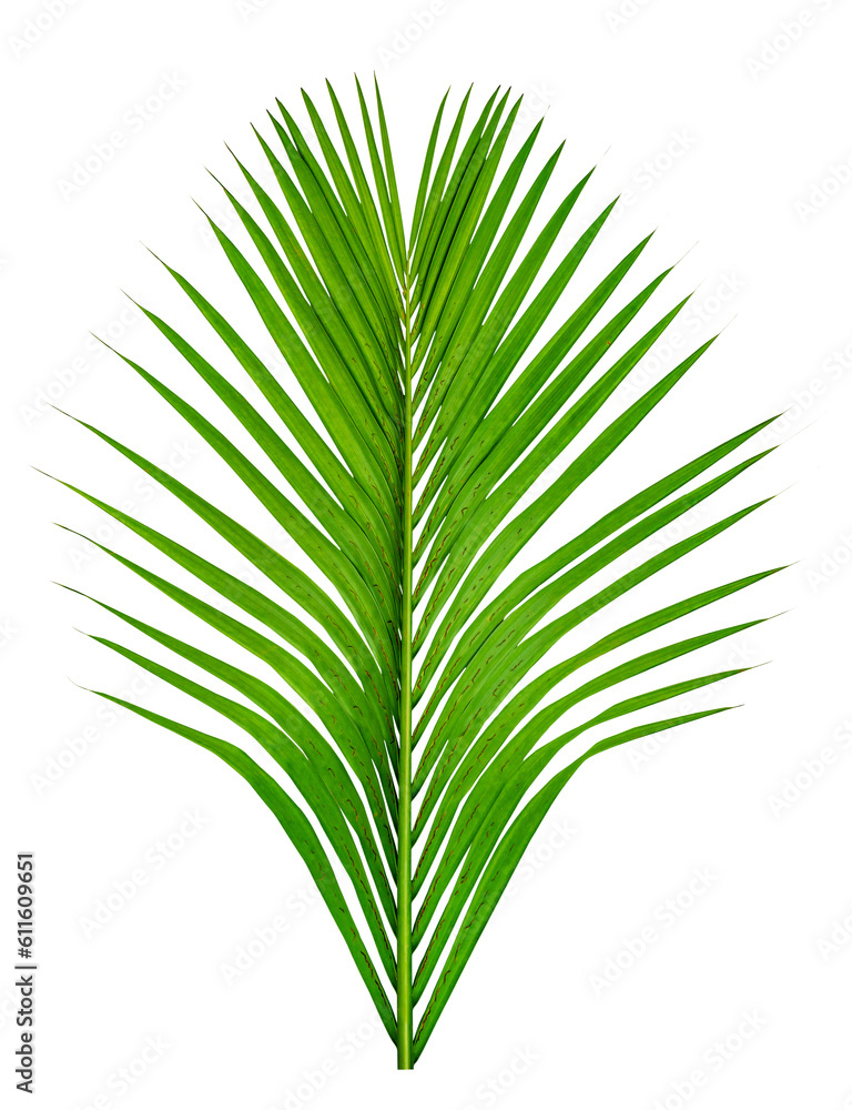 Green leaves pattern,leaf palm tree isolated Green leaves pattern,leaf palm tree isolated