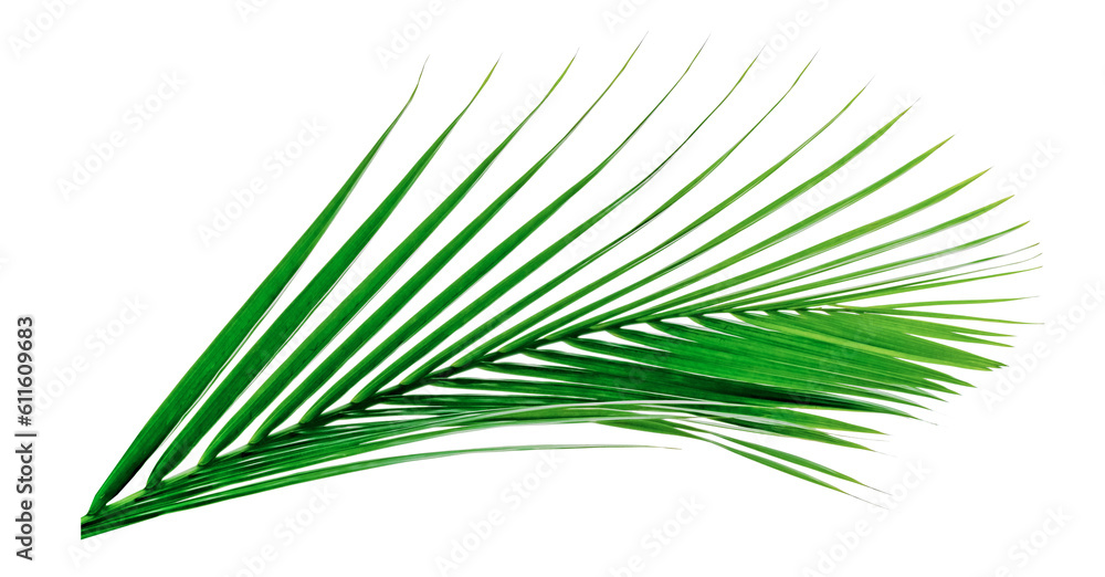 Fototapeta premium Green leaves pattern,leaf palm tree isolated