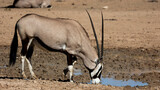 a gemsbok drinking water at the waterhole