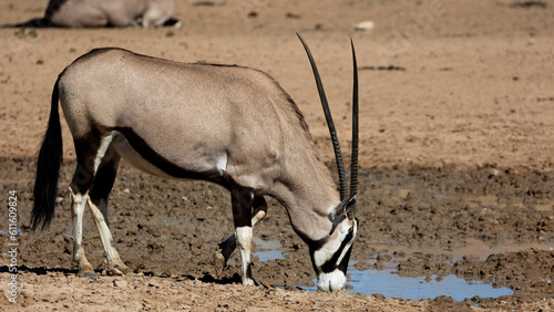 a gemsbok drinking water at the waterhole