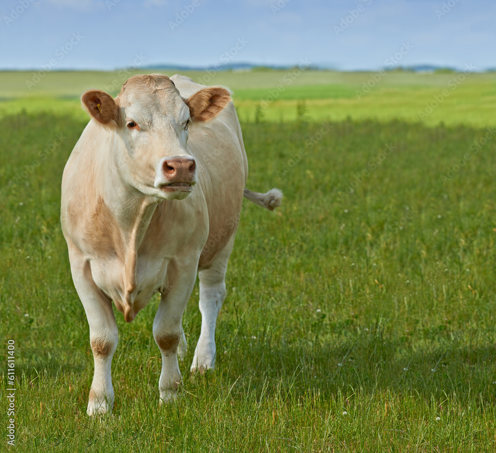 Spring, nature and agriculture with cow on farm for sustainability, milk production and livestock. Growth, summer and ecology with animal in countryside field for cattle industry and beef farming Spring, nature and agriculture with cow on farm for sustainability, milk production and livestock. Growth, summer and ecology with animal in countryside field for cattle industry and beef farming