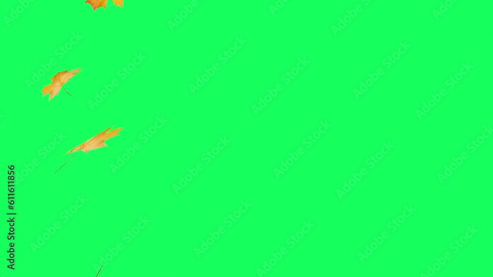 Autumn leaves on green screen with copy space Autumn leaves on green screen with copy space