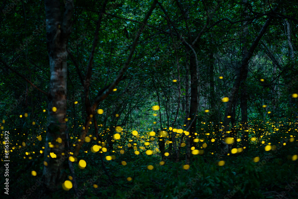 Obraz premium Firefly lightning bug in the rainforest at night