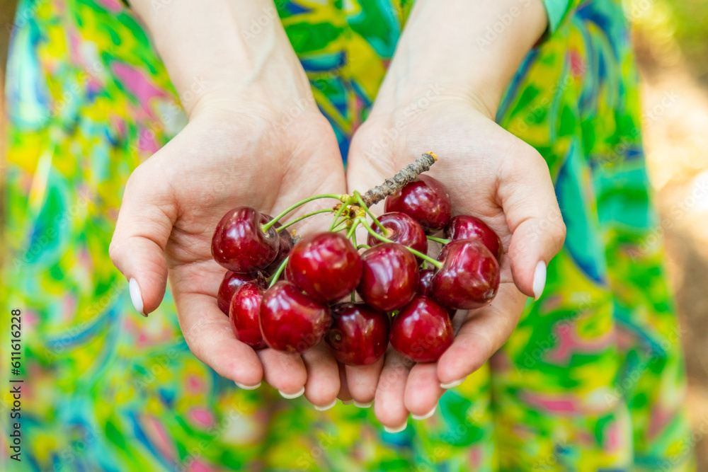 Closeup of hand holding bunch of cherries in hands Closeup of hand holding bunch of cherries in hands