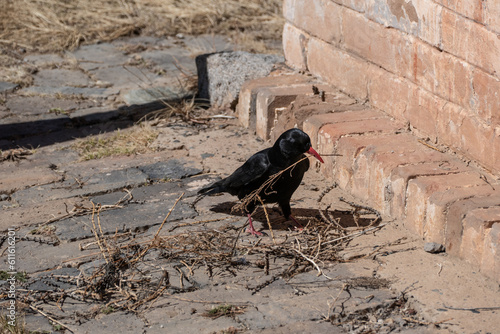 Black bird on the ground