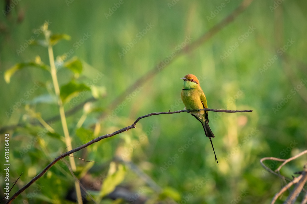 Green Bee-Eater, Little Green bee-eater, Merops Orientalis Green Bee-Eater, Little Green bee-eater, Merops Orientalis