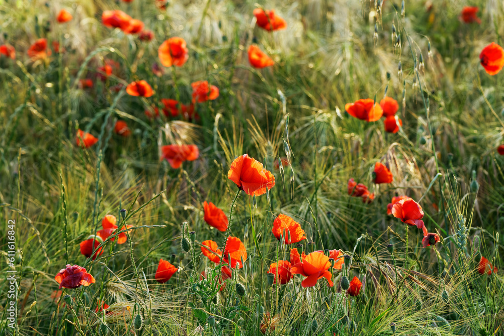 Poppies and wheat fields in the French Vexin Regional Nature Park. Follainville-Dennemont village