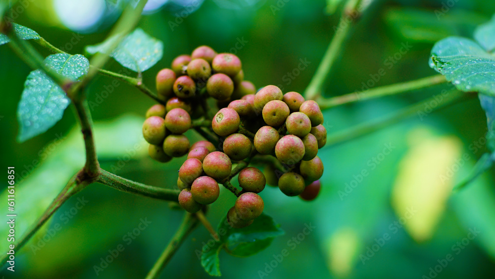 close up of Bandicoot Berry close up of Bandicoot Berry