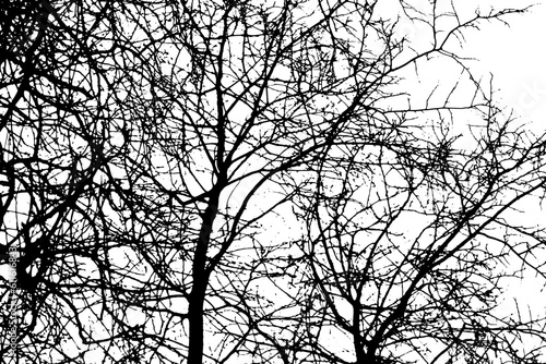 Tree branch silhouette on transparent background