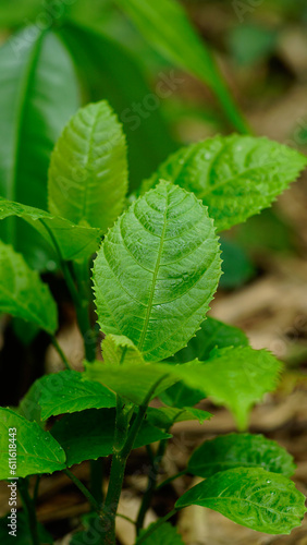 Wallpaper Mural Claoxylon indicum in the garden Torontodigital.ca