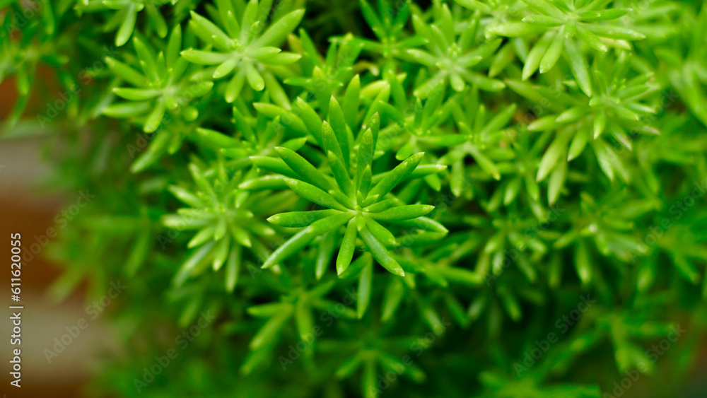 Sedum lineare Sedum lineare