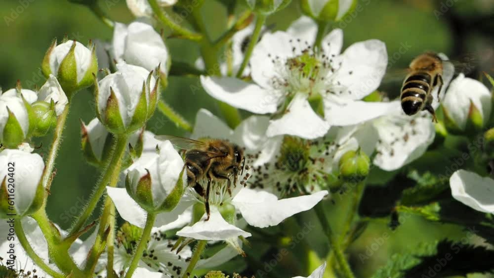 Honey bee (Apis mellifera) collecting pollen from blooming white flowers of blackberry plant in the garden in SLOW MOTION HD VIDEO. Close-up macro. Honey bee (Apis mellifera) collecting pollen from blooming white flowers of blackberry plant in the garden in SLOW MOTION HD VIDEO. Close-up macro.