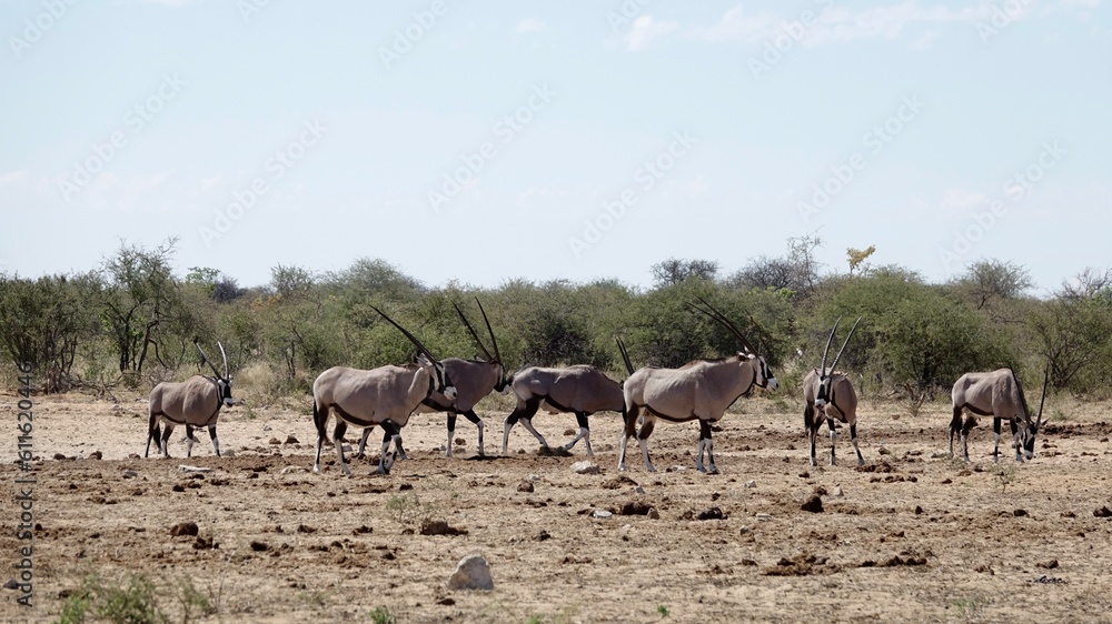 Oryx Antilope in Namibischer Steppe