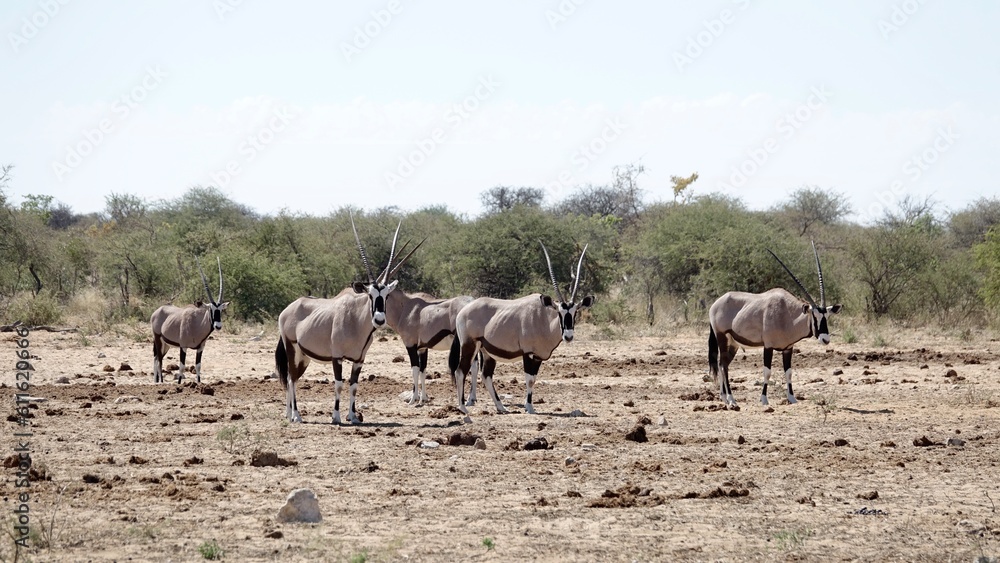 Fototapeta premium Oryx Antilope in Namibischer Steppe