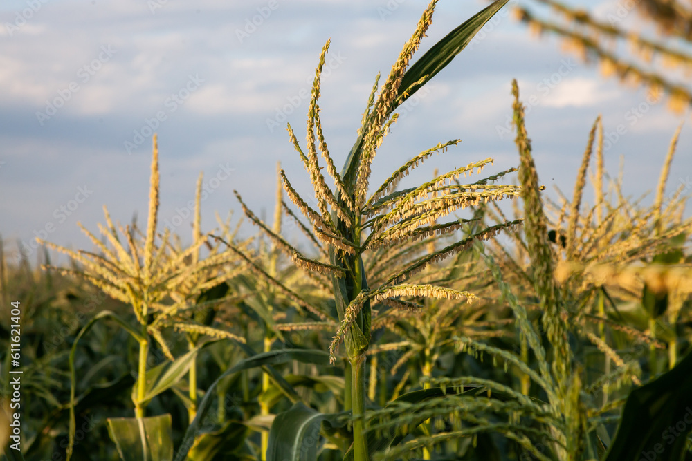 Corn field in summer day against blue sky