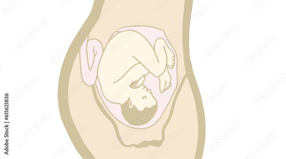Vector illustration of a baby in the mother's womb Vector illustration of a baby in the mother's womb